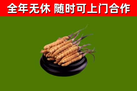 吕梁回收散虫草