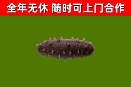 吕梁回收海参干